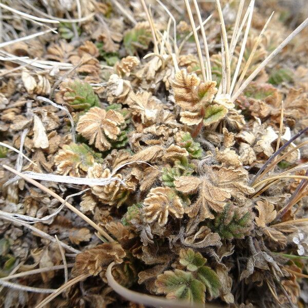 Phacelia Platycarpa
