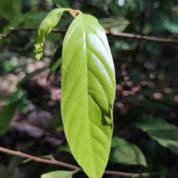 Phaeanthus Ophthalmicus