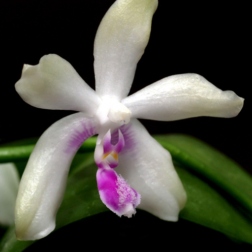 Phalaenopsis Fimbriata