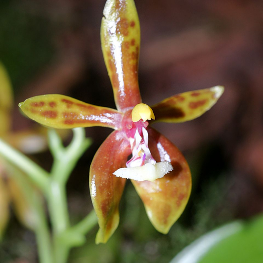 Phalaenopsis Mannii