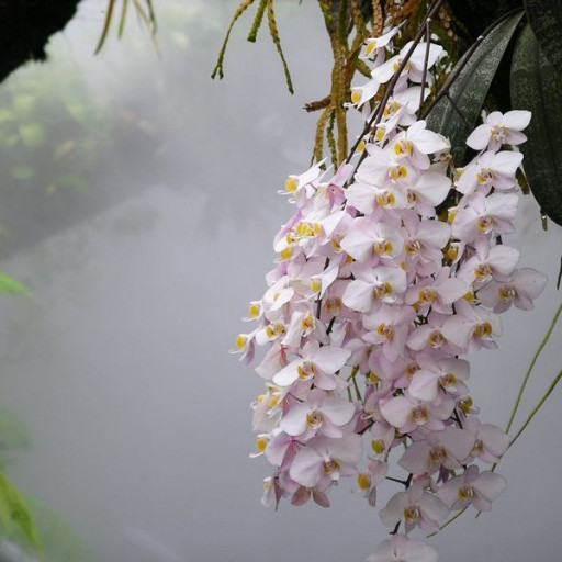 Phalaenopsis Philippinensis