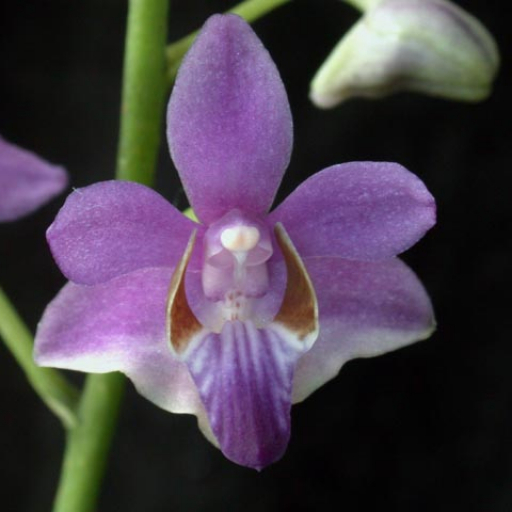 Phalaenopsis Pulcherrima