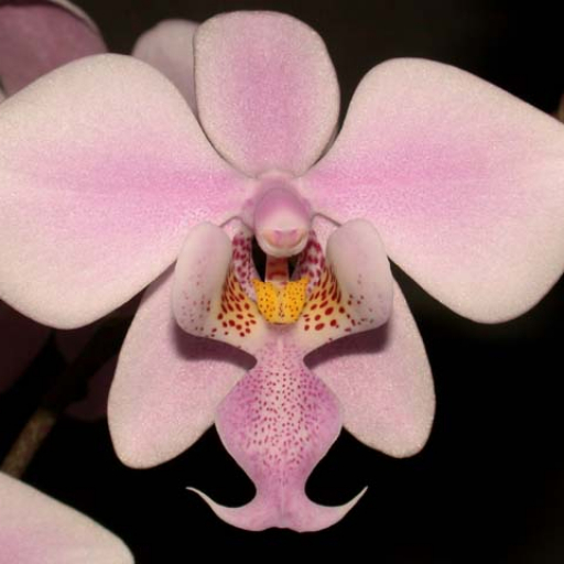 Phalaenopsis Schilleriana