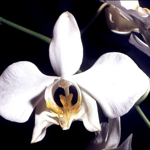 Phalaenopsis × Singuliflora