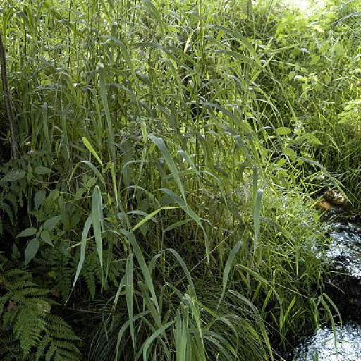 Reed Canary Grass Phalaris Arundinacea Care Guide Water Soil reed-canary-grass-phalaris-arundinacea-care-guide-water-soil