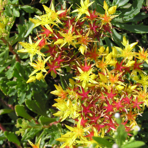 Phedimus Kamtschaticus