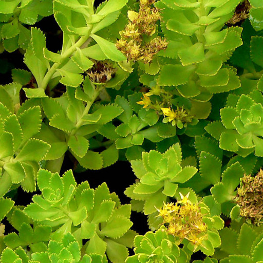 Phedimus Takesimensis