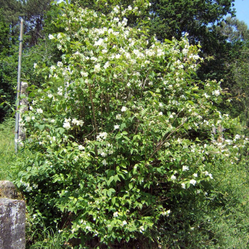 Philadelphus Coronarius