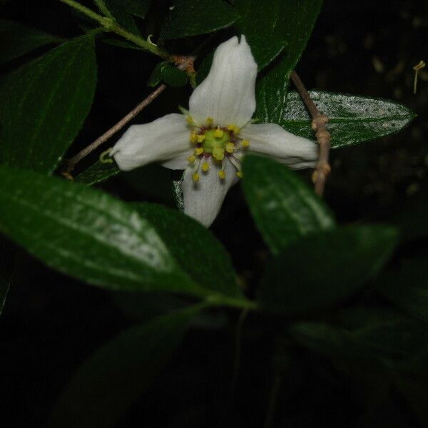 Philadelphus Ernestii