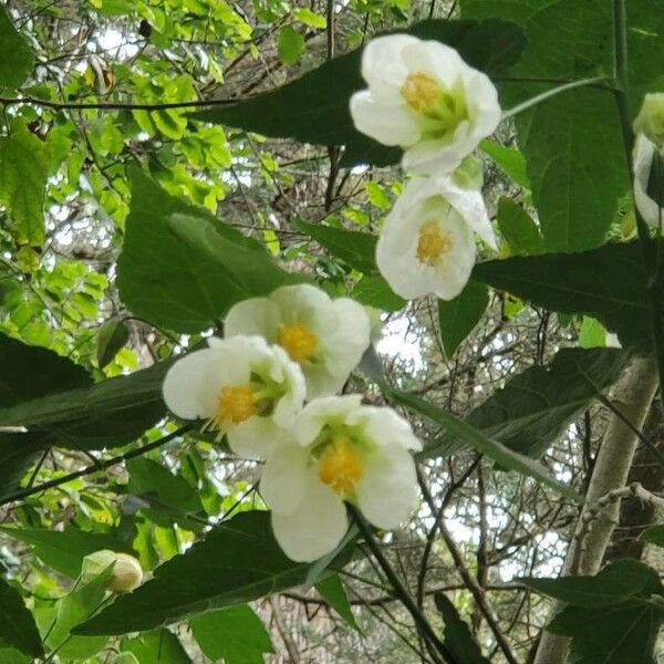 Philadelphus Incanus