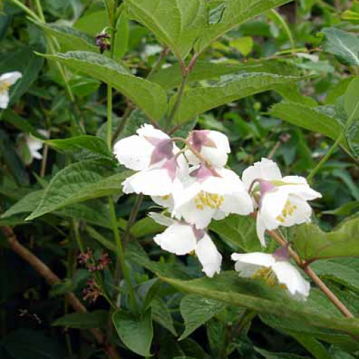 Philadelphus Purpurascens