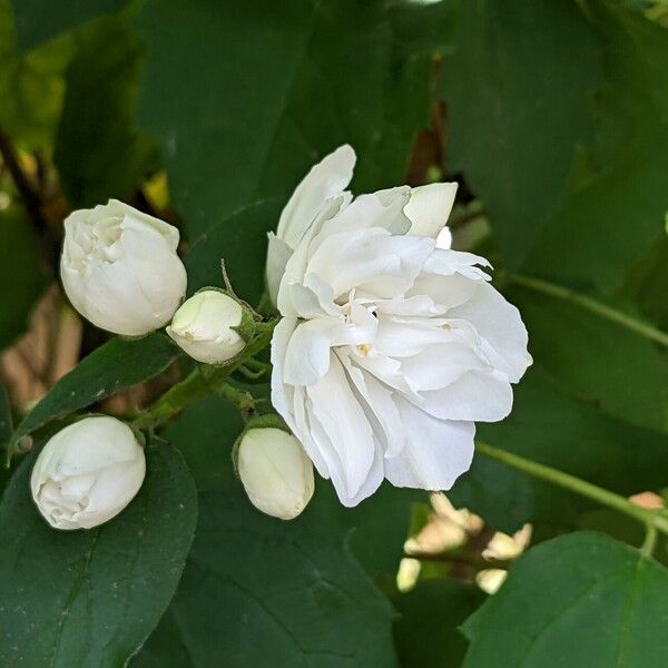Philadelphus × Virginalis