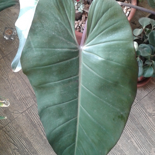 Philodendron Appendiculatum