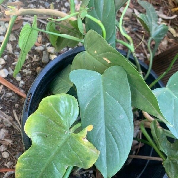 Philodendron Bipennifolium