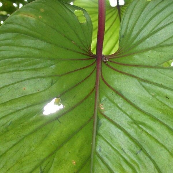Philodendron Brunneicaule