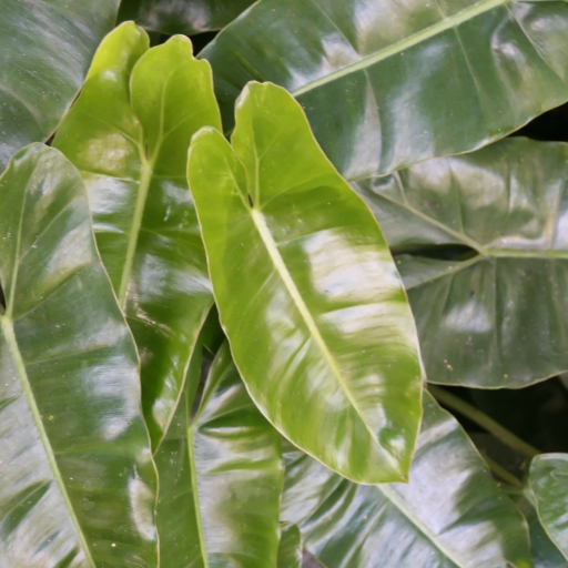 Philodendron Burle-marxii