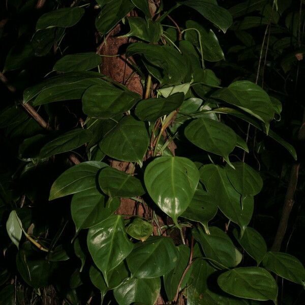 Philodendron Ecordatum