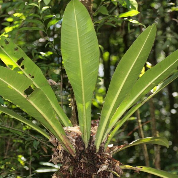Philodendron Linnaei