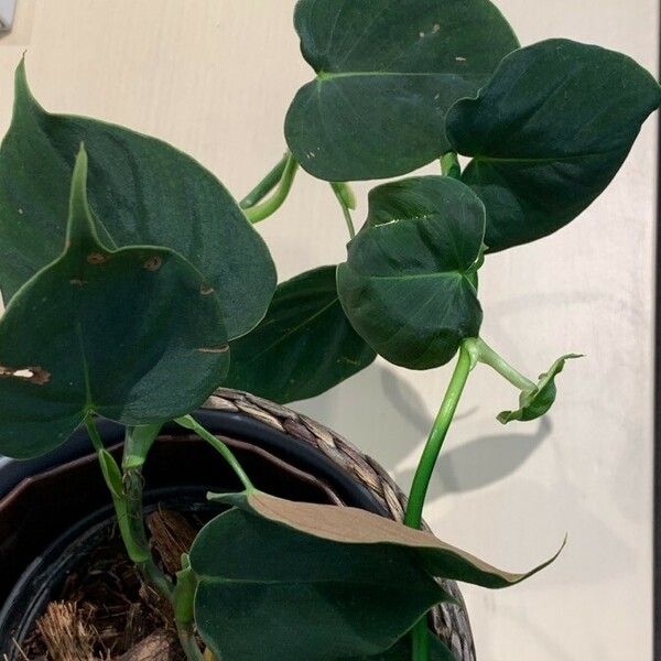 Philodendron Lupinum