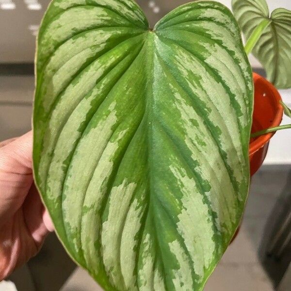 Philodendron Mamei