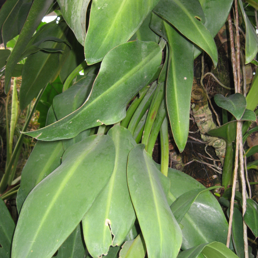 Philodendron Martianum