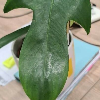 Philodendron Panduriforme