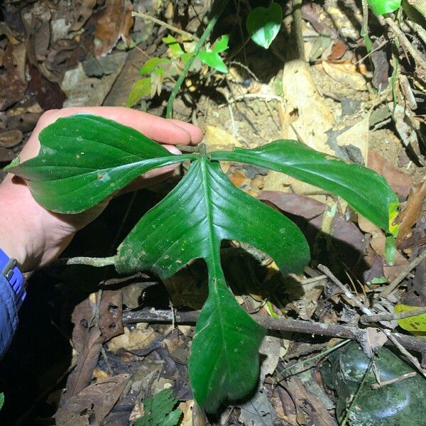 Philodendron Quinquelobum