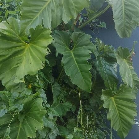 Philodendron Subincisum