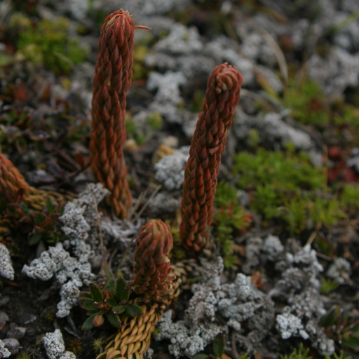 Thick Firmoss