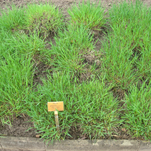 Phleum Phleoides