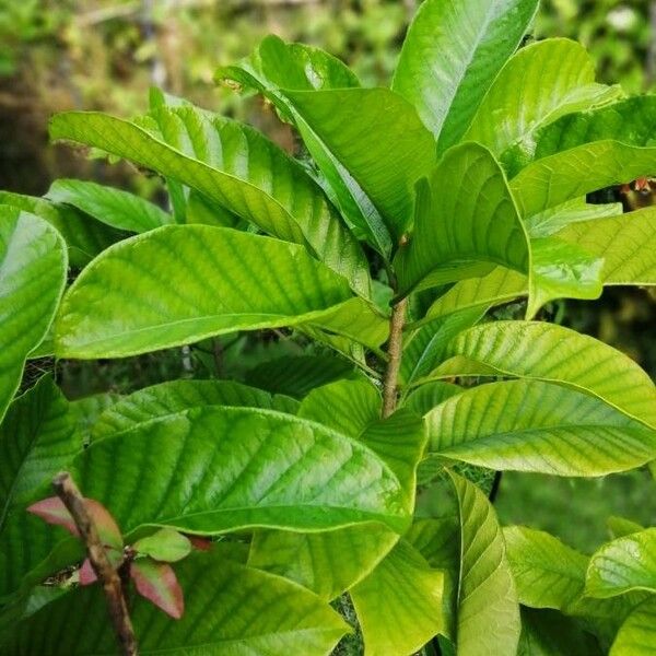 Phlogacanthus Turgidus