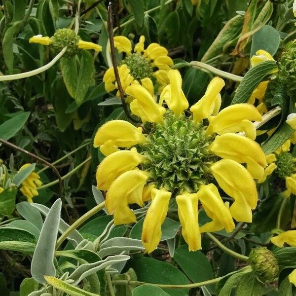 Phlomis Grandiflora