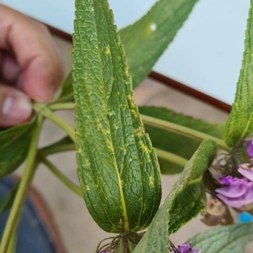 Phlomis Herba-venti