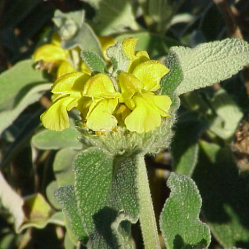 Phlomis