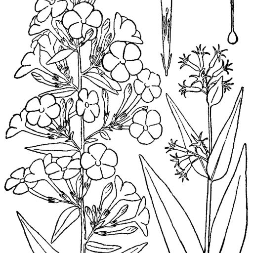 Phlox Maculata