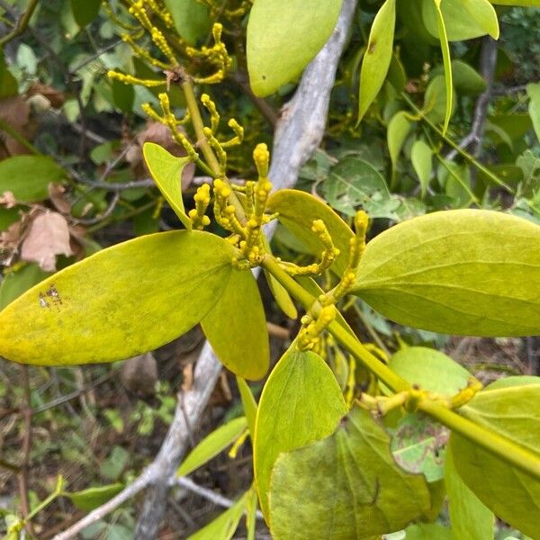 Phoradendron Bathyoryctum