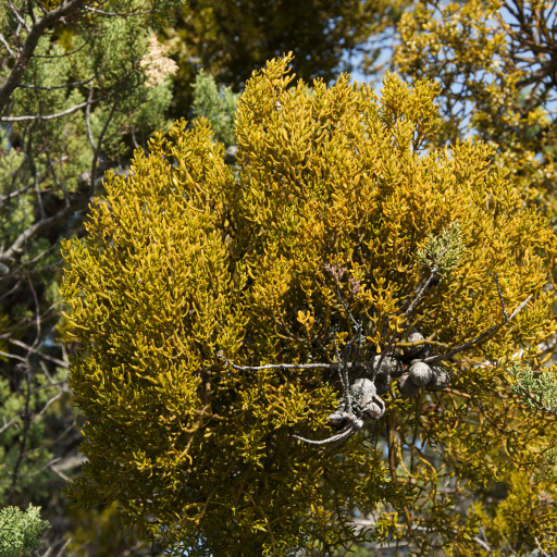 Phoradendron Bolleanum
