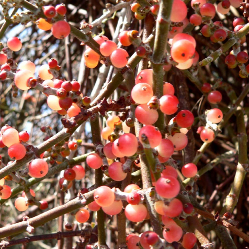 Phoradendron Californicum