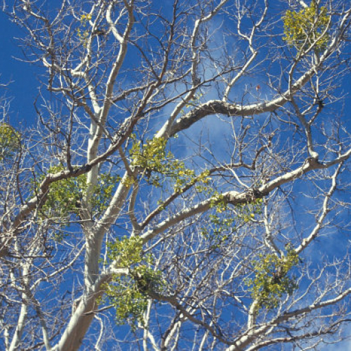 Phoradendron Macrophyllum