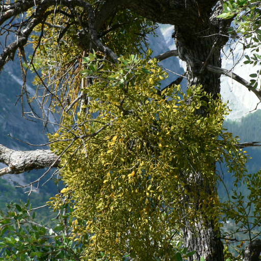 Phoradendron Villosum