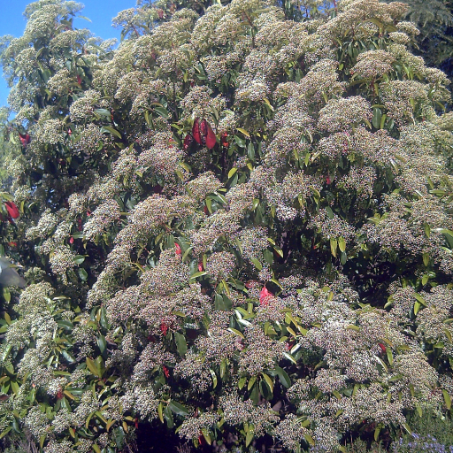 Photinia Serrulata