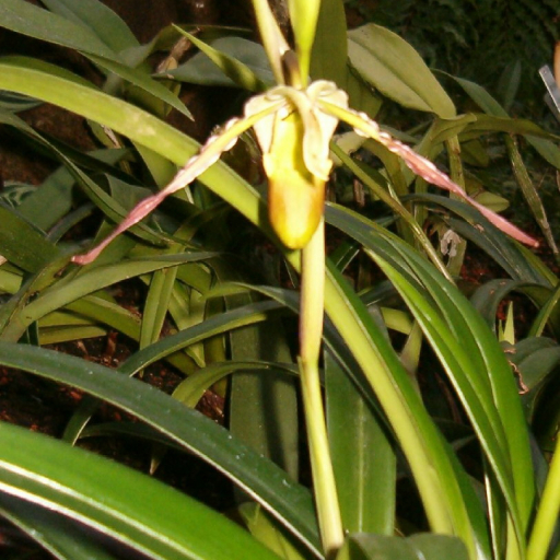 Phragmipedium Longifolium