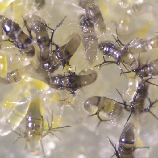 Phycomyces Blakesleeanus