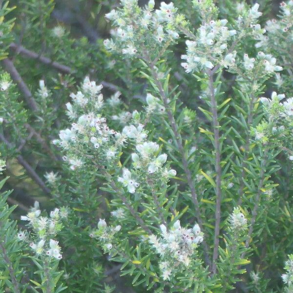 Phylica Axillaris