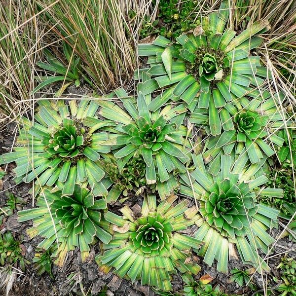 Phyllactis Rigida Care Guide: Water, Soil & Propagation - Plantiary