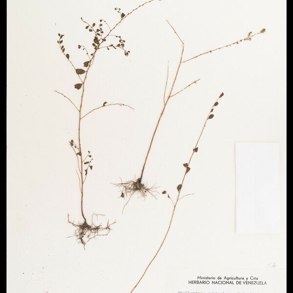 Phyllanthus Orbiculatus