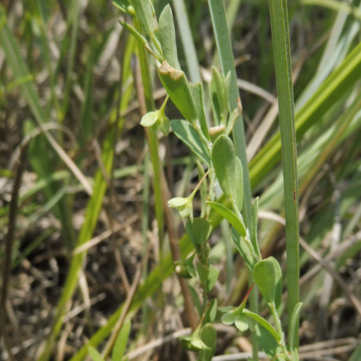 Phyllanthus Polygonoides