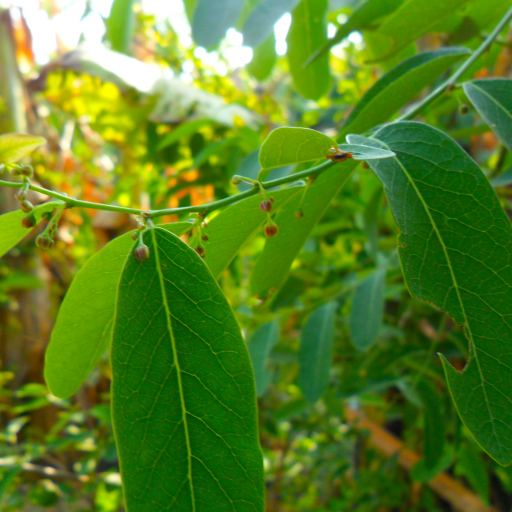 Phyllanthus Reticulatus