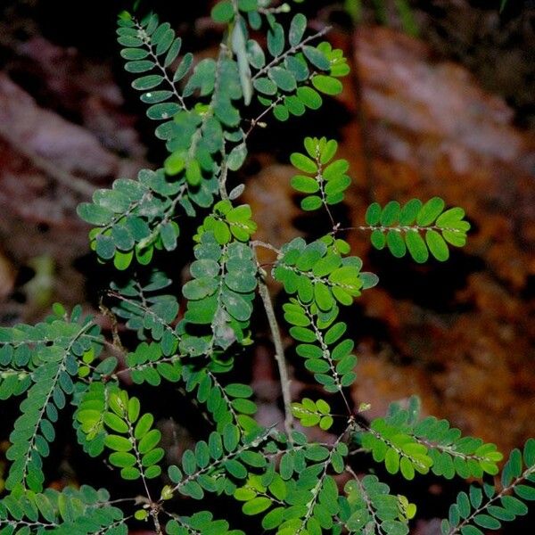 Phyllanthus Stipulatus