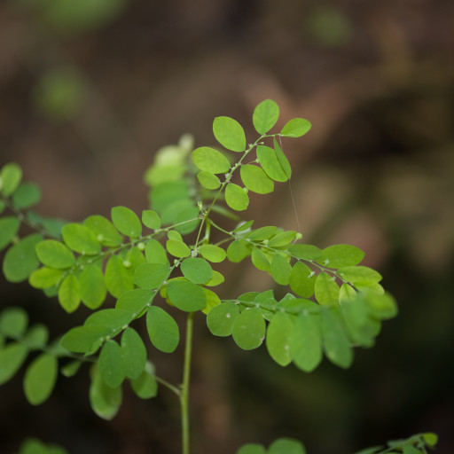 Phyllanthus Tenellus